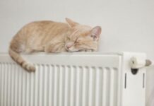 Во всех муниципалитетах Ростовской области стартовал отопительный сезон Кот греется на батарее //Фото с сайта goodtoknow.co.uk