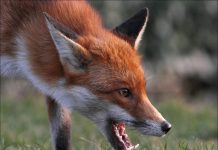 На Дону предупредили об опасности заражения бешенством