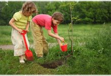 Эксперты Ботсада ЮФУ рассказали какие деревья и цветы лучше высаживать осенью