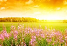 В Ростовской области обещают засушливый август