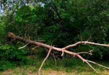 Общественники призвали власти Ростова заняться проблемой аварийных деревьев Упавшее сухое дерево в парке им. Чуковского в Ростове-на-Дону //Фото: Николай Ларин