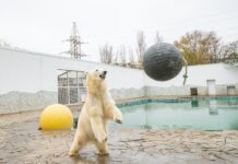 Медведица Айка уехала из Ростовского зоопарка в Московский