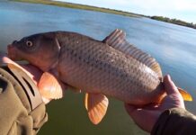 Цимлянское водохранилище в Ростовской области стало «карасевым водоемом»