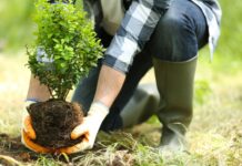 Власти Ростова пересмотрели подход к озеленению города