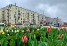 В Ростове планируют высадить 200 тысяч тюльпанов В Ростове планируют высадить 200 тысяч тюльпанов