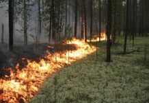 В Ростовской области с 28 апреля запретят разжигать костры и жечь мусор