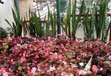 В парках Ростова высадят 270 тысяч цветов