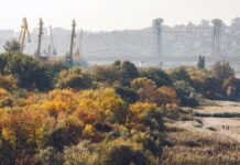 Вместо застройки на левом берегу Дона рощу преобразуют в парк Левобережная роща //Фото Роман Неведров