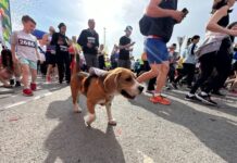 27 апреля перекроют улицы из-за пробега «Ростовское кольцо»