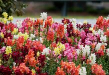 В парках и на улицах Ростова к лету высадят 1 млн цветов В парках и на улицах Ростова к лету высадят 1 млн цветов