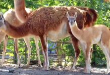 В Ростовском зоопарке родился гуанако В Ростовском зоопарке родился малыш гуанако // фото: скриншот видео Ростовского зоопарка