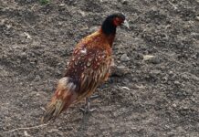 В Ростовской области в естественную среду выпустили более 10 тысяч животных // фото: официальный портал Правительства Ростовской области