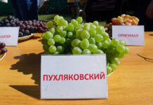 На Дону направят 110 млн рублей на развитие виноградарства автохтонный сорт винограда "Пухляковский" // фото: toptrop.ru