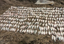 Браконьеров с уловом на 3 млн рублей задержали в Ростовской области //фото: УФСБ России по Ростовской области