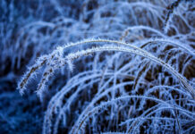 Синоптики прогнозируют заморозки до -3°C в Ростовской области заморозки // фото: Изображение от wirestock на Freepik