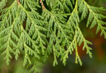 Зелёные насаждения в Ростовской области занимают меньше четверти городских земель // фото: freepik.com