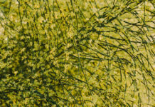 В Азовском районе ввели карантин из-за опасного сорняка сорняк // фото: Изображение от Freepik на Freepik