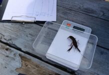 На Дону продолжают работы по выращиванию раков выращивание раков // фото: пресс-служба АзНИИРХ