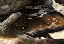 Капибара Каролина отправилась на свидание в Ростовский зоопарк капибара Каролина временно переехала в Ростовский зоопарк // фото: пресс-служба Южного парка "Малинки"