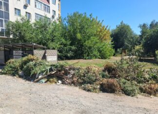 С 1 сентября на Дону оштрафуют за ветки в мусорных контейнерах ветки нельзя будут выбрасывать в мусорные контейнеры // фото: donland.ru