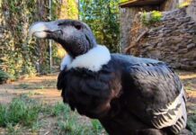 В Ростовский зоопарк привезли андского кондора андский кондор // фото: скриншот видео из Telegram-канале ростовского зоопарка