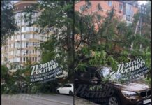 В Ростове упавшее дерево перекрыло дорогу упавшее дерево на Закруткина // фото: скиншот из Tellegram-канала "Это Ростов"