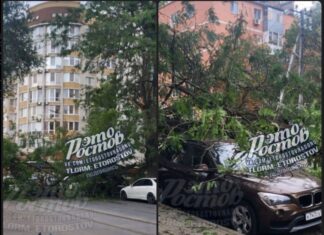 В Ростове упавшее дерево перекрыло дорогу упавшее дерево на Закруткина // фото: скиншот из Tellegram-канала "Это Ростов"