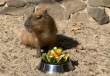 Свадьба капибар прошла в Ростовском зоопарке