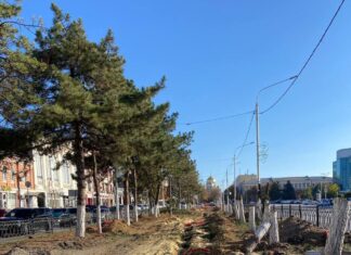 Слюсарь шокирован массовой вырубкой сосен при благоустройстве в Новочеркасске вырубленные сосны в Новочеркасске // фото: Telegram-канал Юрия Слюсаря
