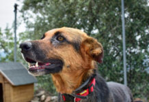 Бастрыкин взял на контроль дело о нападении бродячих собак в Ростовской области бездомные собаки // фото: Изображение от wirestock на Freepik