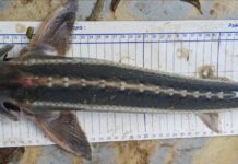 Ученые впервые за 70 лет обнаружили в Азовском море редчайшего осетра рыба шип // фото: пресс-служба Азово-Черноморского филиала НИИ океанографии и рыбного хозяйства