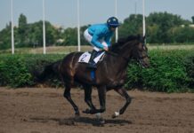 Ипподром в Ростове незаконно не признали «объектом культурного наследия»