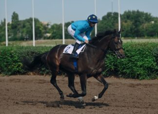 Генпрокуратура потребовала изъять ипподром у ростовских бизнесменов