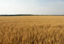 1 млн 196 тысяч гектаров земли застраховали Ростовские аграрии в 2025 году