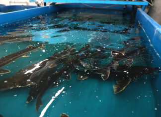 Юрий Слюсарь поставил задачи по развитию рыбного хозяйства Азовского моря