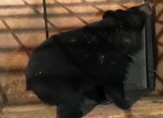 В Ростовский зоопарк привезут ручную медведицу из Приморья В Ростовский зоопарк привезут ручную медведицу из Приморья //Фото МРОО «Центр Тигр»