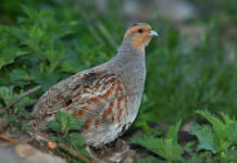 Охота на серую куропатку снова запрещена в Ростовской области