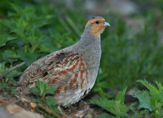 Охота на серую куропатку снова запрещена в Ростовской области