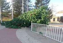 Штормовой ветер повалил новогодние елки в двух городах Ростовской области Штормовой ветер повалил новогодние елки в двух городах Ростовской области //Фото очевидца