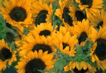 Крупную партию подсолнечника с семенами амброзии нашли в Ростовской области Крупную партию подсолнечника с семенами амброзии нашли в Ростовской области