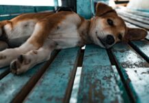 Организатор приюта «Забытые сердца», где замучили животных, не получила меры пресечения