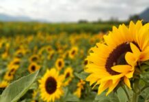 В Ростовской области обнаружили недостоверные данные о более чем 2 тысяч тонн подсолнечника