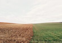 8 гектаров сельхозземель забросил собственник в Ростовской области Поле // Фото с сайта https://pxhere.com/