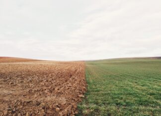 В Ростовской области ввели в оборот 500 га сельхозземель после проверок Россельхознадзора Поле // Фото с сайта https://pxhere.com/