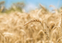 На Дону аннулировали декларацию на почти 5 тыс тонн пшеницы Пшеница // Фото с сайта https://www.freepik.com/