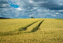 Активы крупнейшего экспортера зерна на Дону снова выставили на торги за 11,7 млрд рублей