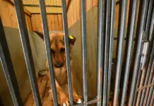 В деле о погибших в приюте под Ростовом животных появились пострадавшие Люди годами переводили деньги на содержание животных. //Фото Алексей Булатов, лицензия: фотоархив КП