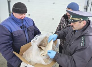 Таганрог укрепляет экспортный потенциал: 39 тонн мороженой рыбы ушли в Туркменистан и Азербайджан
