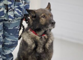 Пса Вегаса отправили на пенсию после 10 лет службы в полиции