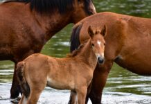 Ростовские ветеринары помогают лечить лошадей после атаки в Запорожской области